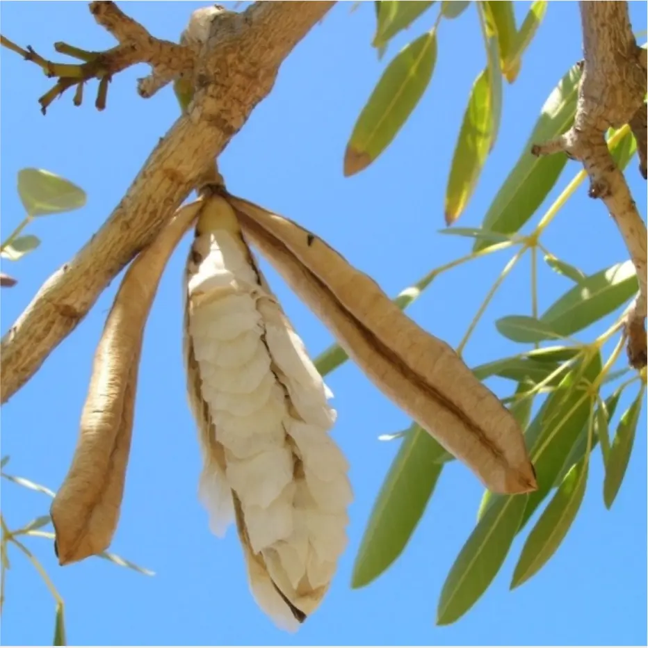 Sementes e insumos agrícolas